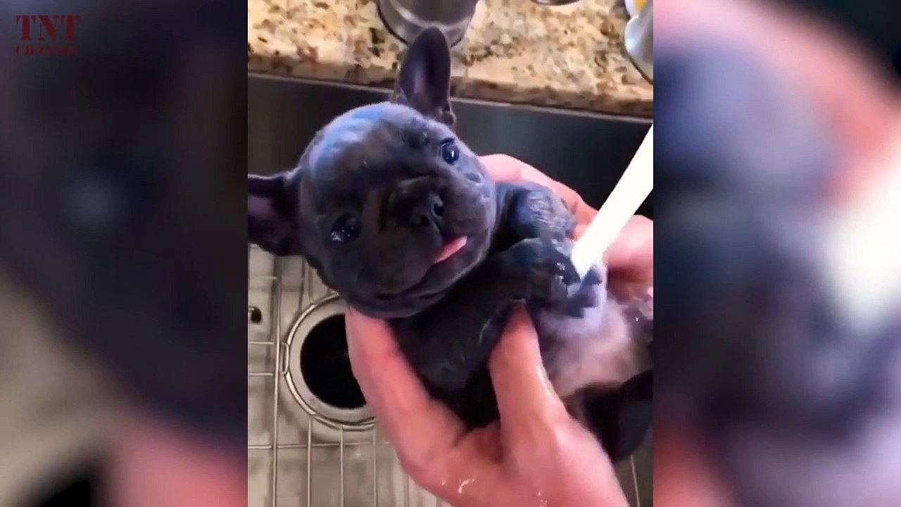 Dogs Are Funny  Charming Dogs Being Funny (Full)