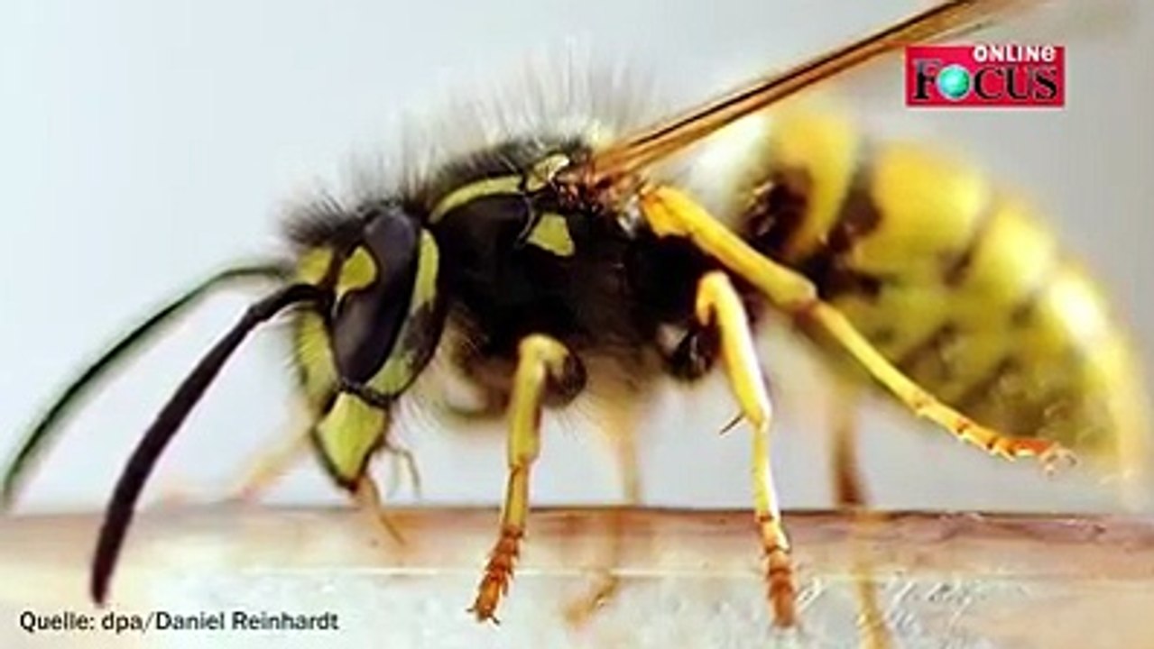 Eine Wespe oder gar mehrere können den ganzen Sommer oder zumindest die Atmosphäre der Gartenparty gehörig vermiesen. Wie aber wehrt ihr euch gegen die fiesen I