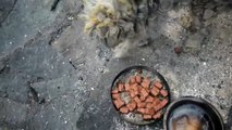 Cachorro milagre encontrado vivo dentro do forno de uma casa destruída por enorme fogo
