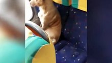 Cachorrinho sobe sozinho no ônibus e se senta como uma verdadeira pessoa
