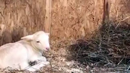 LIVE: This 4-day-old baby lamb is enjoying breakfast and a morning nap with his mom!