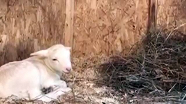 LIVE: This 4-day-old baby lamb is enjoying breakfast and a morning nap with his mom!