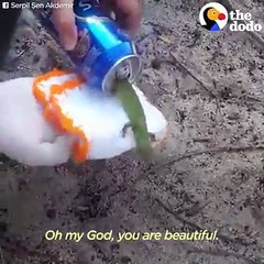 Itty bitty lizard rescue!