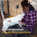 This shelter cat started giving out hugs to anyone who walked by 