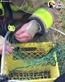 When these people noticed a mama duck freaking out, they realized all of her babies were trapped in a sewer. So they all worked together to reunite the family 