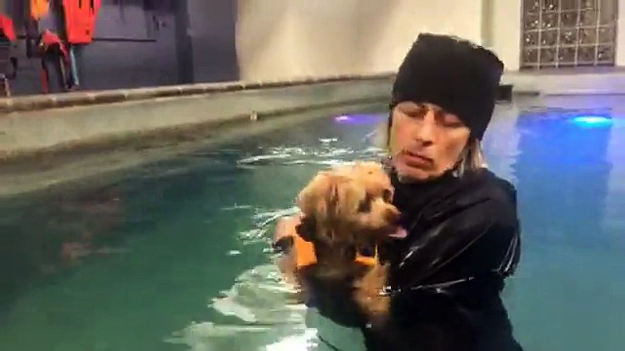 LIVE: This tiny senior pup OWNS his weekly workout