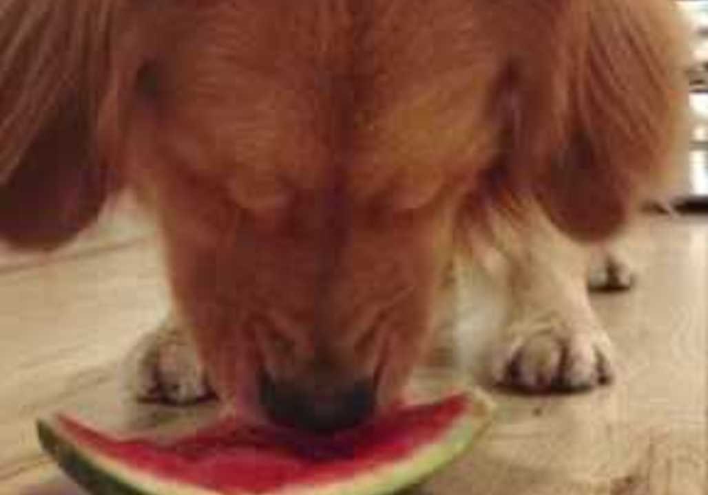 Louie The Golden Retriever Makes for Cuteness Overload