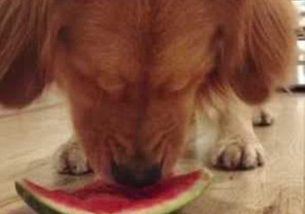 Louie The Golden Retriever Makes for Cuteness Overload