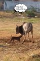 funny moments between donkeys and dogs