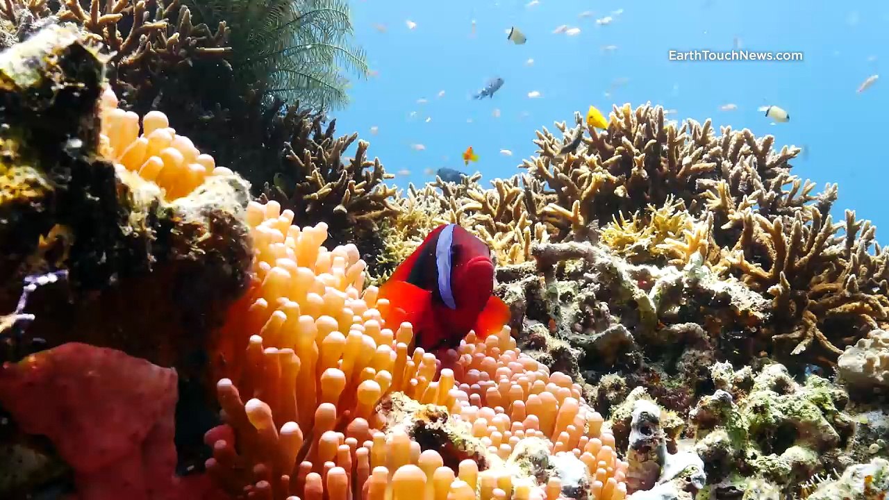 Celebrating World Oceans Day in 4K