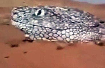 شاهد ماذا وجدوا في صحراء الجزائر !! سبحان الله منظر لا يصدق