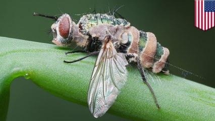 Puppet-master fungus hijacks flies, kills them from inside out