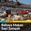 #1MENIT | Bahaya Makan Sapi Sampah