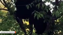 Polite Bear Hanging Out Near University Building Leaves When Cop Arrives