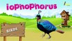 Birds Name And their sounds - Learn about birds - Different types of Birds - Kids Learning Center