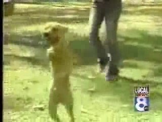 Il cane a due zampe