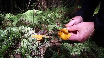 How to cook chanterelles! Lets follow The Chanterelle King.