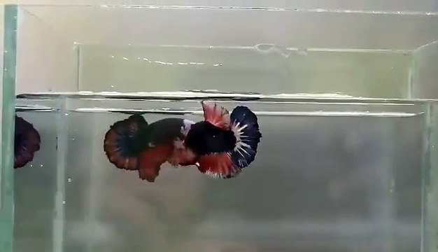 Exotic Plakat Mask Betta