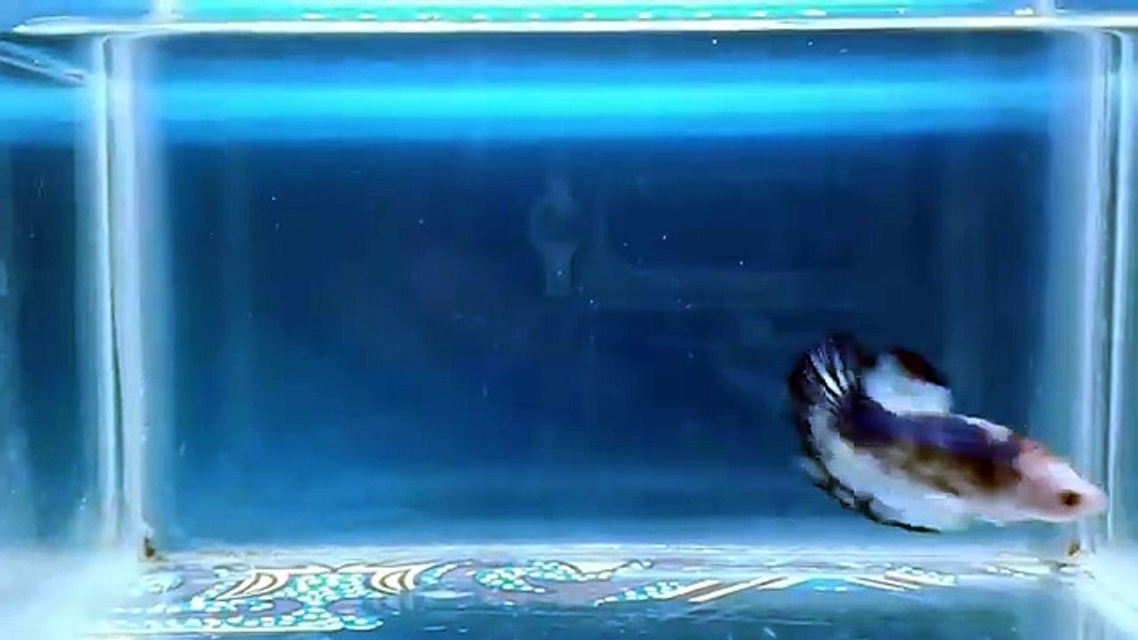 Fancy Koi Betta Fish