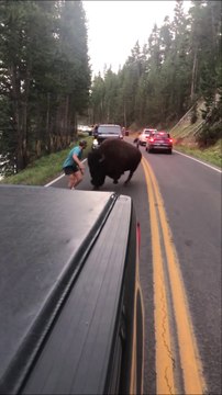 Un homme provoque un Bison qui avait causé un bouchon à Yellowstone
