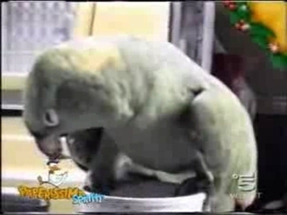 Papagei imitiert Baby