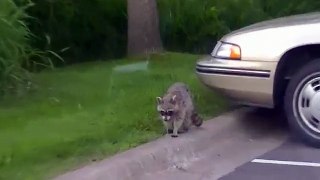 This Raccoon May Have Rabies !