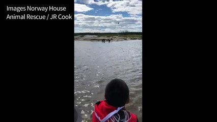 Une véritable "île aux chiens" découverte au Canada