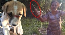 Kuşadası'nda Acımasız Kadın, Eline Aldığı Sopayla 8 Köpeği Kanlar İçinde Bıraktı