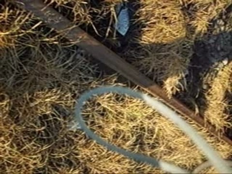 Locomotive BB 67400 avec rame RIO.