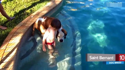 10 Dog Breeds that can save you from the Water