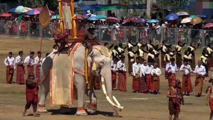 Amazing Beautiful Albino Animals Around the world