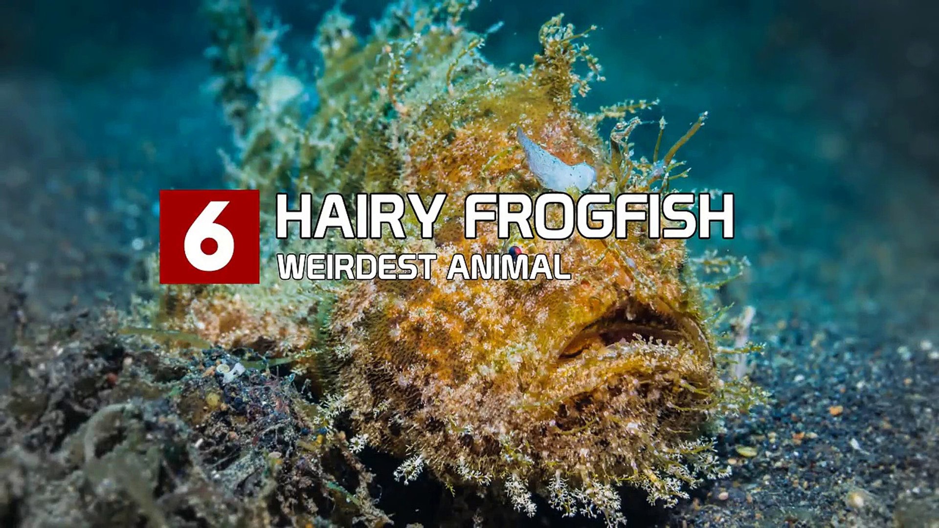⁣Top 10 Weirdest Animals On The Planet Earth
