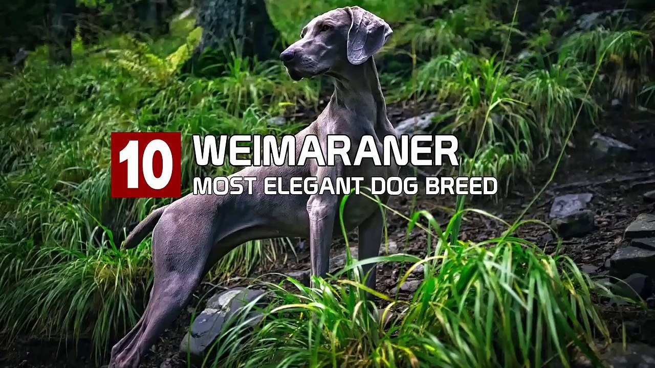 World's 10 Most Elegant Dog Breeds