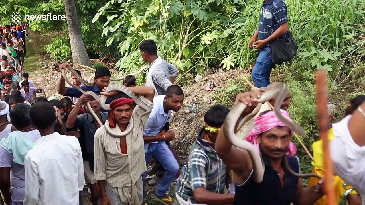 Villagers carry hundreds of snakes through streets during festival