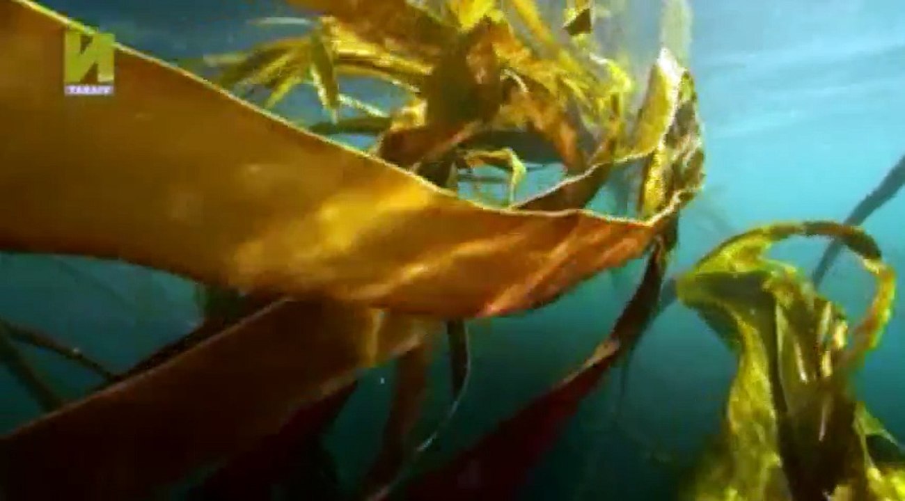 Nature  039 s Microworlds S01  E04 Monterey Bay