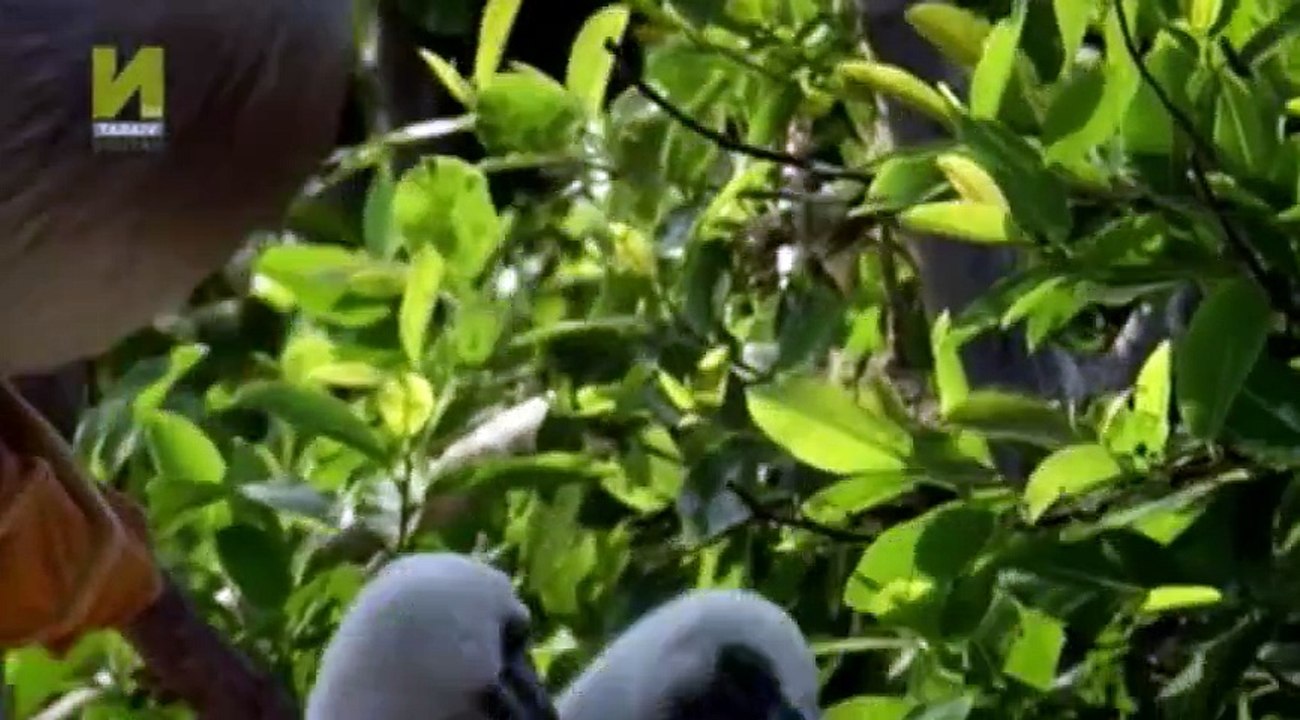 Nature  039 s Microworlds S01  E05 Okavango