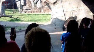 Zoo Animals Attack  Wild Animals Don't Know What Glass Is (Part 2)