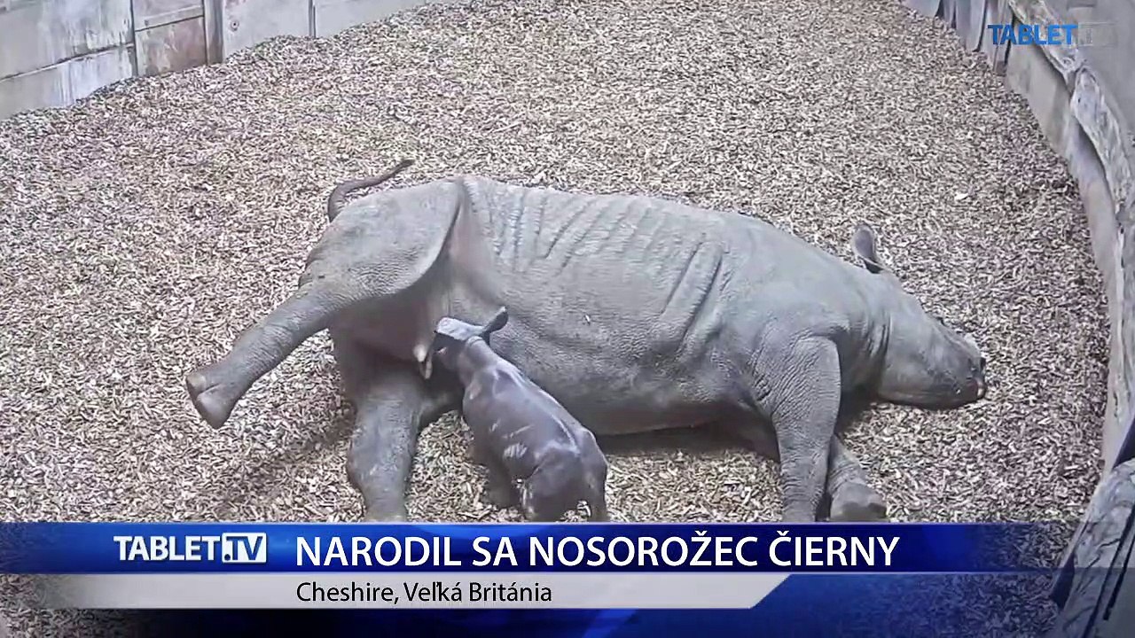 V anglickej ZOO sa narodilo mláďa kriticky ohrozeného nosorožca čierneho