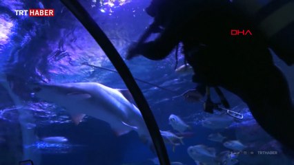 Köpek balıklarını korkusuz dalgıçlar besliyor