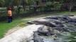 All About Crocodiles - Crocodile Feeding at Langkawi Crocodile Farm