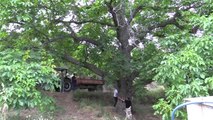 İki Asırlık Ceviz Ağacı Yılda Yarım Ton Ürün Veriyor