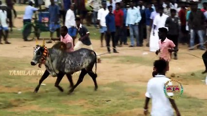 மறை விளையாட்டுக் காளை காரைக்குடி மஞ்சுவிரட்டு 2018 Karaikudi manjivirattu 2018 HD