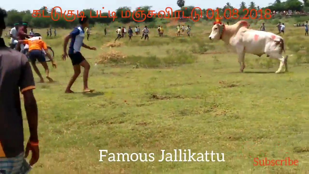 மிரட்டிய காளை__ 3 பேருக்கு குத்து __ Kattukudipatti Manjuvirattu 2018 HD
