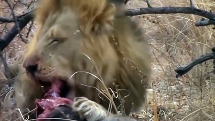 All About Lions-  Male Lion Eating Warthog