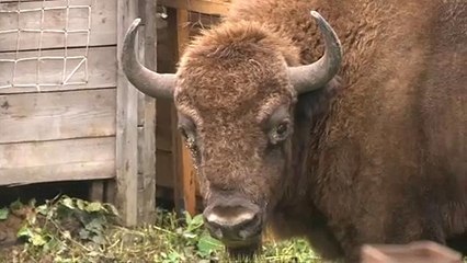 Neustart in der Natur: Glücklich wie ein Wisent im Kaukasus