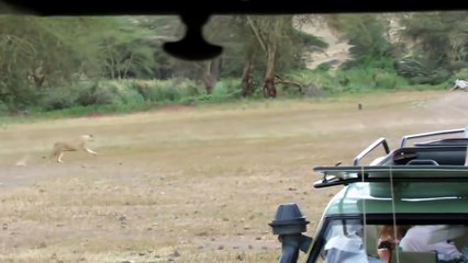 All About Lions - Lions Run Down a Warthog