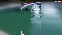 A Monin, Nathalie découvre un chevreuil pris au piège dans sa piscine: 