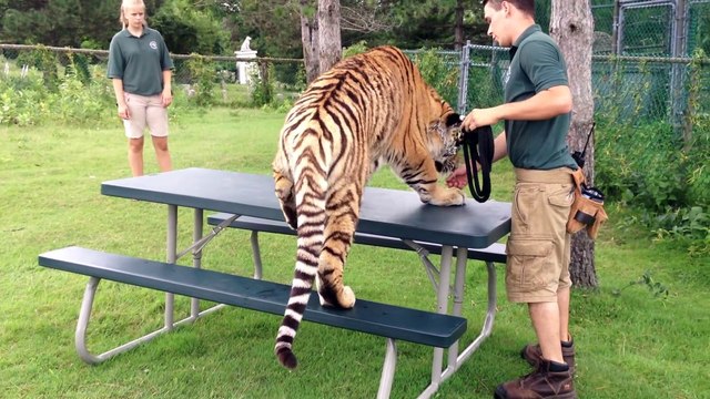 All About Lions - Man play with lions at the zoo - Wild animals communicating with humans