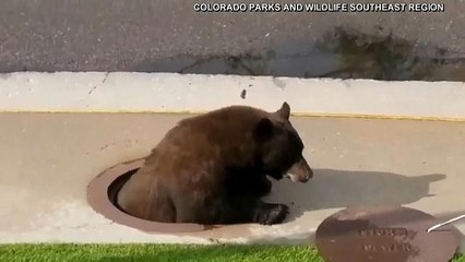 ABD'de kanalizasyondan çıkan ayı şaşkınlık yarattı