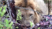 All About Lions - Mighty Majingilane Lions Eat A Cape Buffalo In Africa